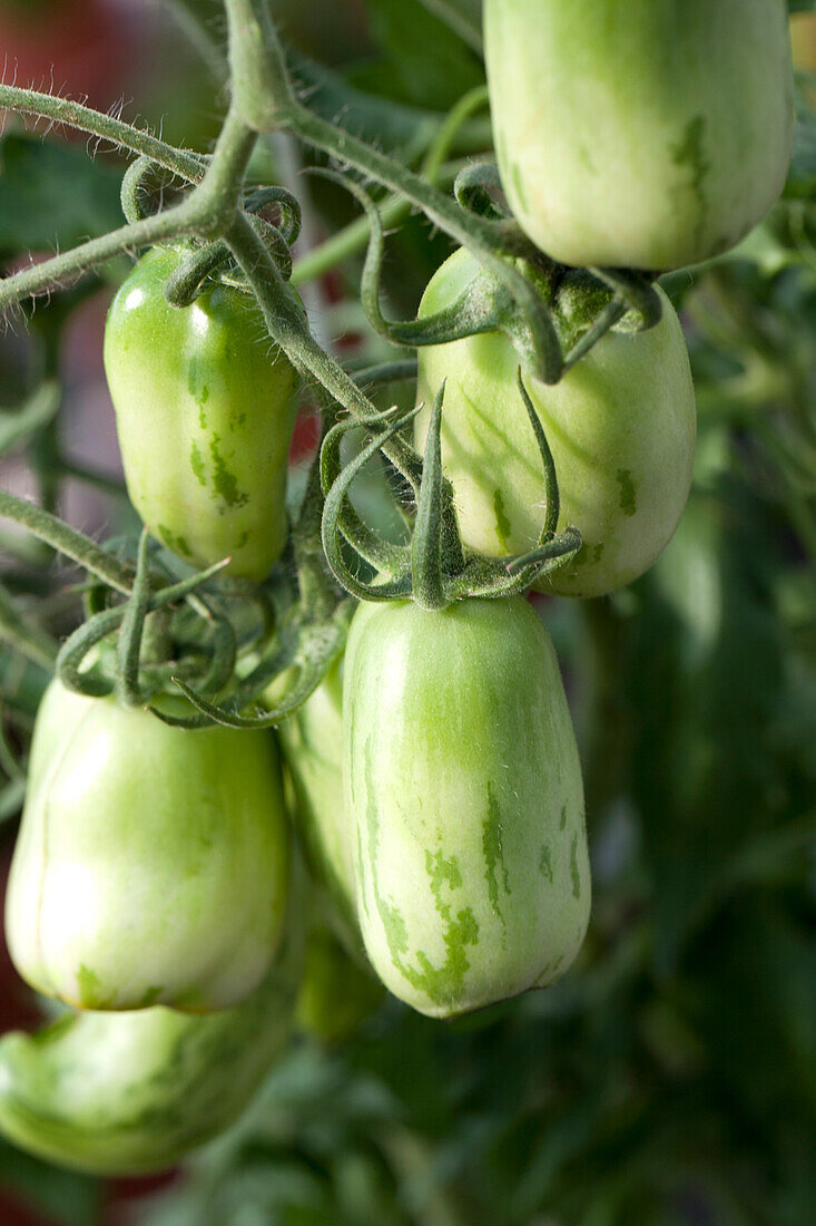 Solanum lycopersicum Green Sausage