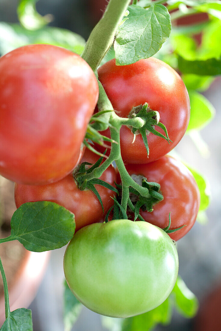 Solanum lycopersicum Tex, pink 