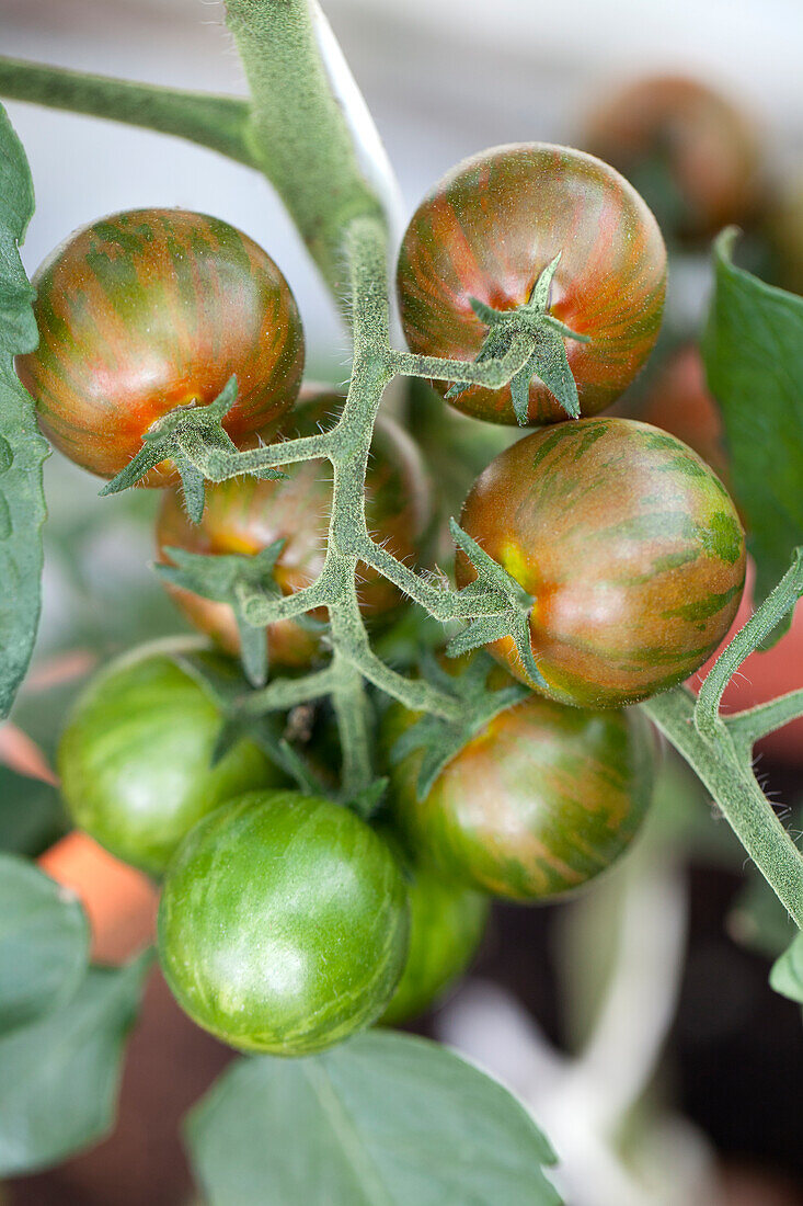 Solanum lycopersicum Soriano (Tiger Cocktail type)