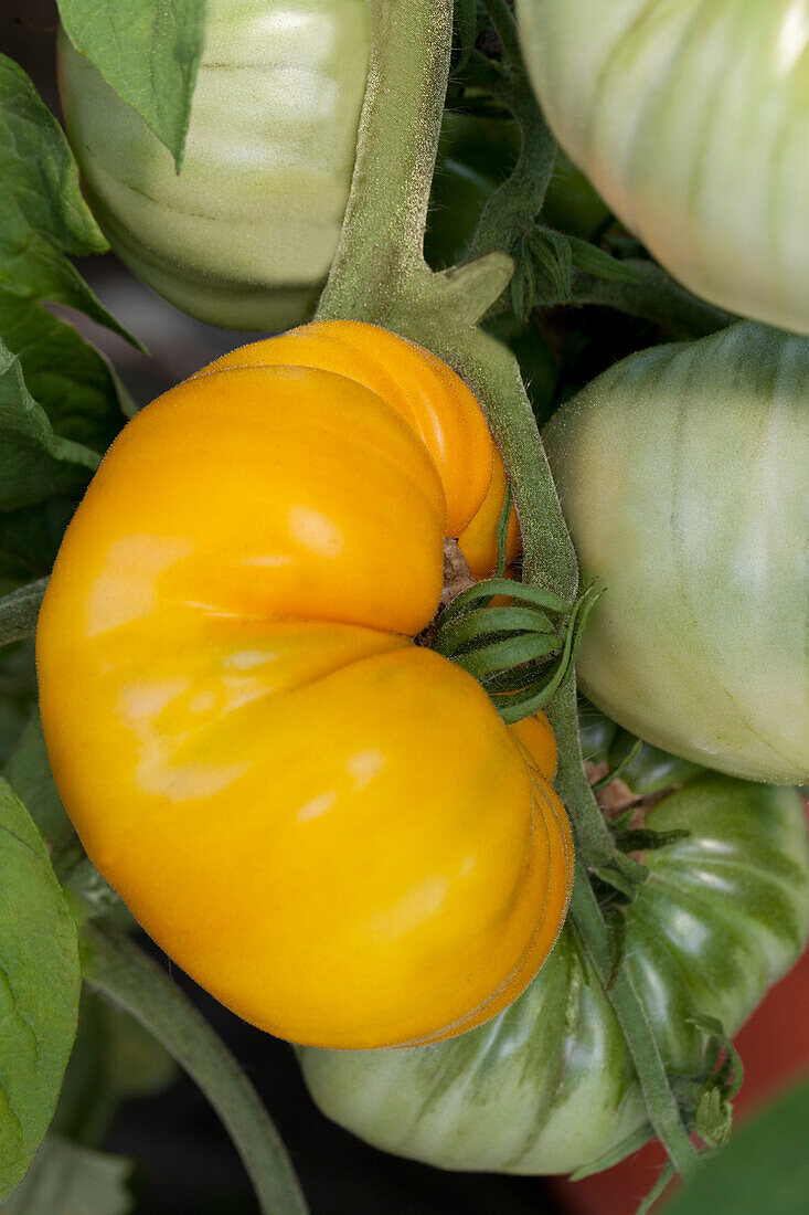 Solanum lycopersicum Yellow Gazzi Ribbed