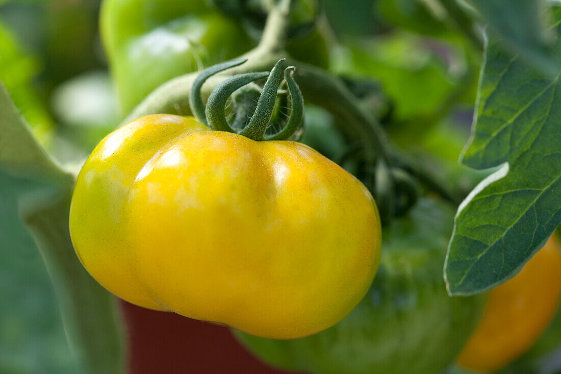 Solanum lycopersicum Yellow Stuffer