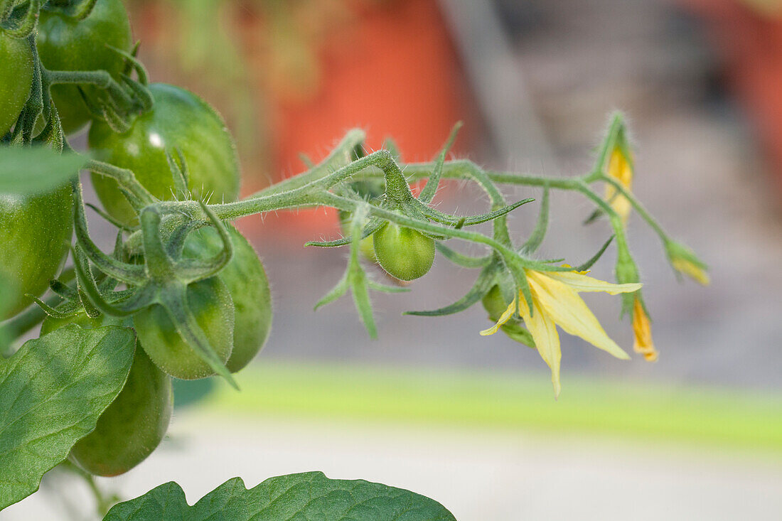 Solanum lycopersicum Romello