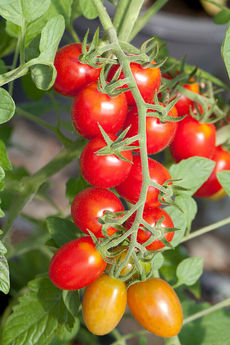 Solanum lycopersicum Romello