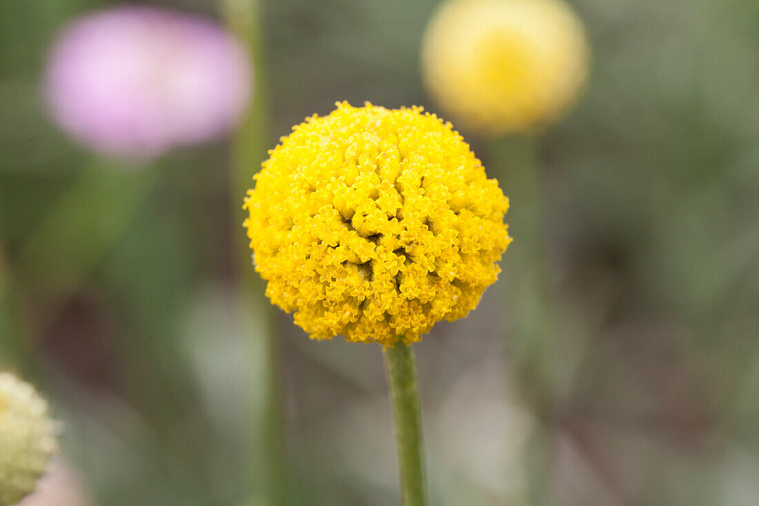 Craspedia globosa