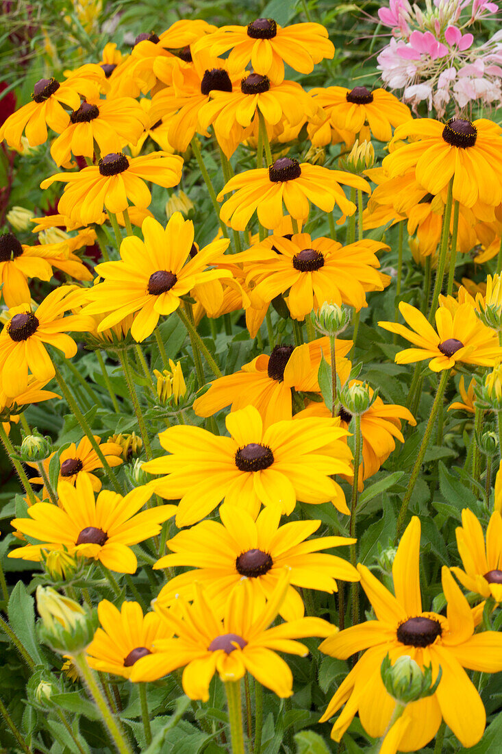 Rudbeckia hirta 'Indian Summer'