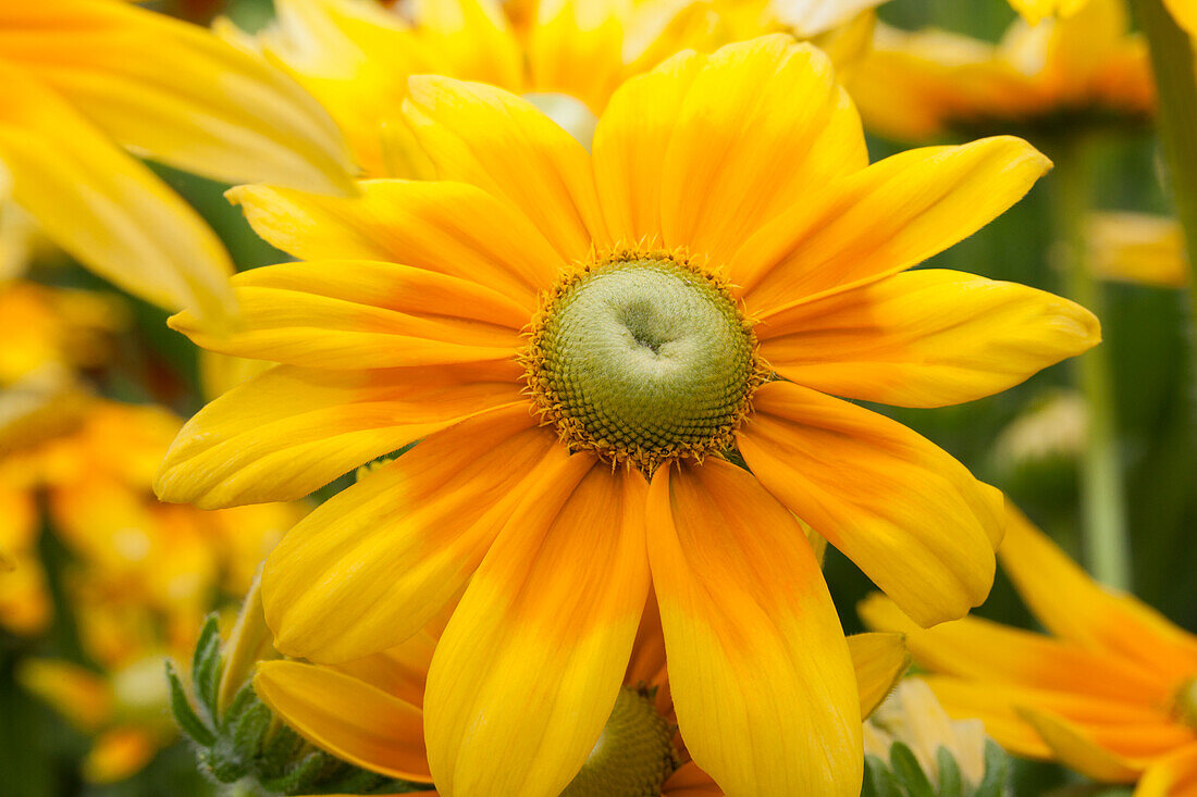 Rudbeckia hirta 'Prairie Sun'