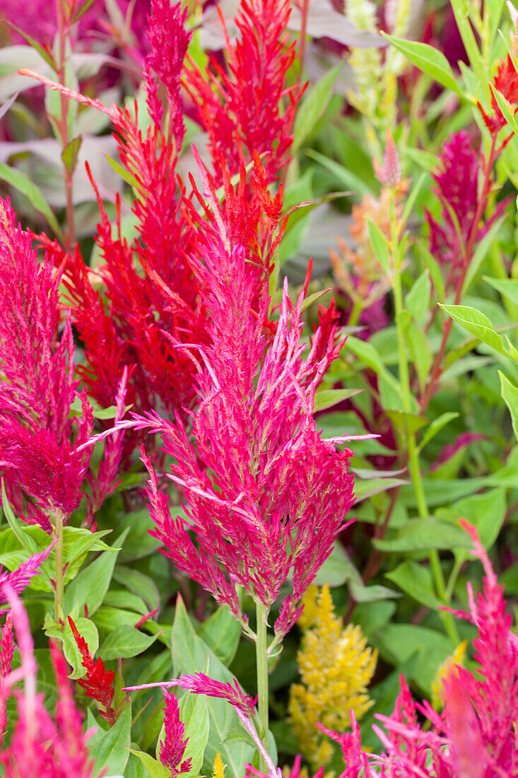 Celosia argentea var. plumosa 'Schnittperle' (pearl)