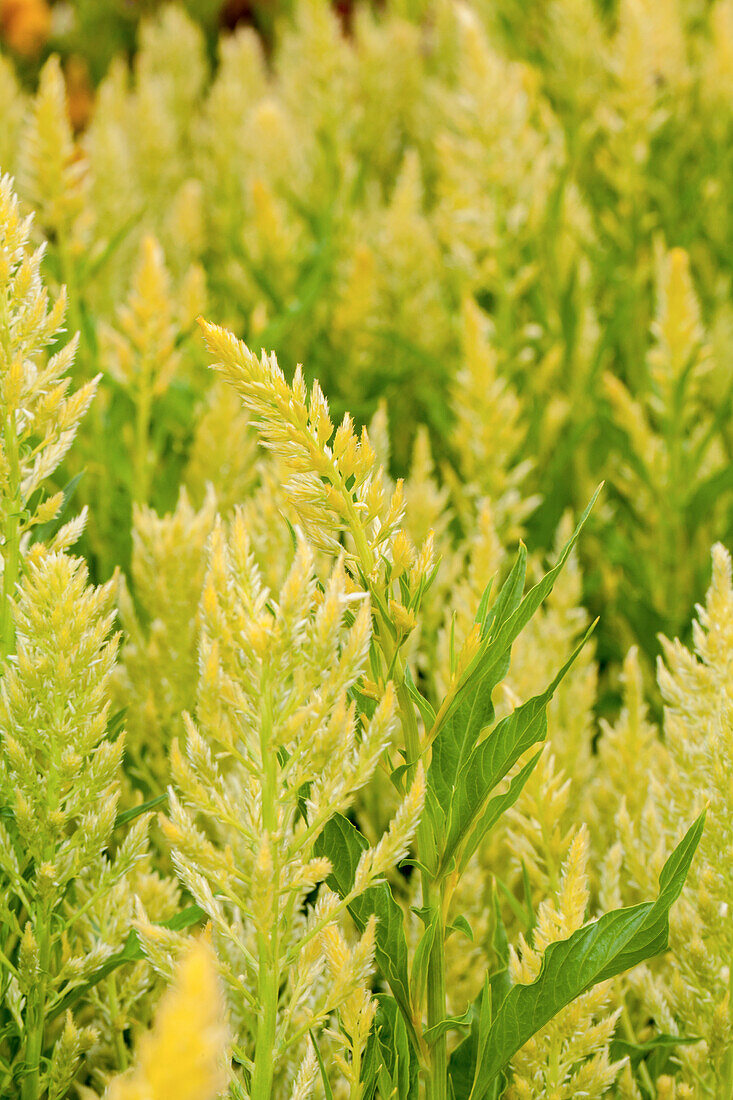 Celosia argentea var. plumosa 'Sylphide'