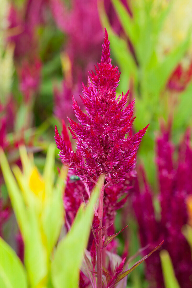 Celosia argentea var. plumosa 'Schnittperle'