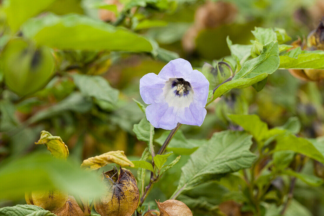 Nicandra physalodes Poisonberry