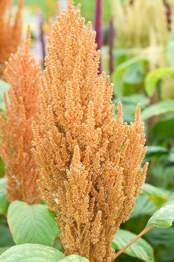 Amaranthus hypochondriacus