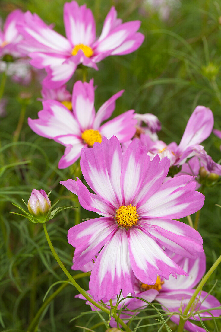 Cosmos bipinnatus 'Capriola'