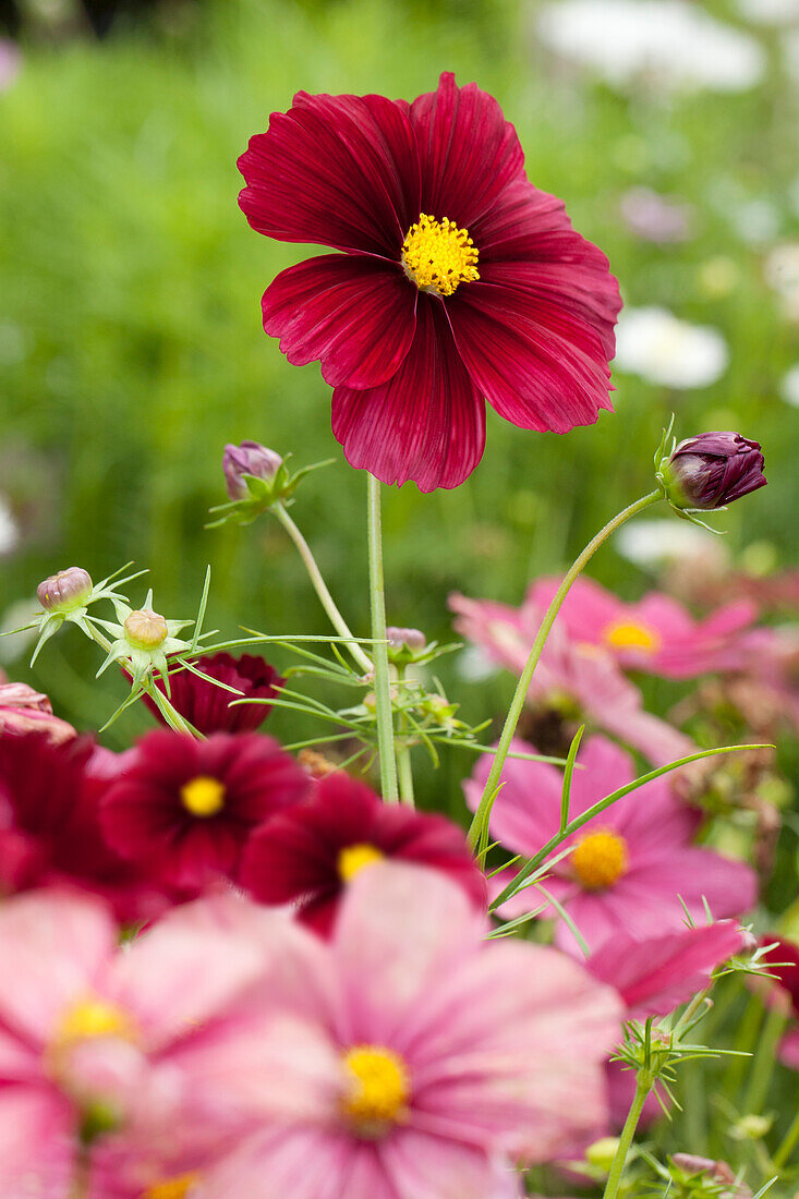 Cosmos bipinnatus 'Rubinato'