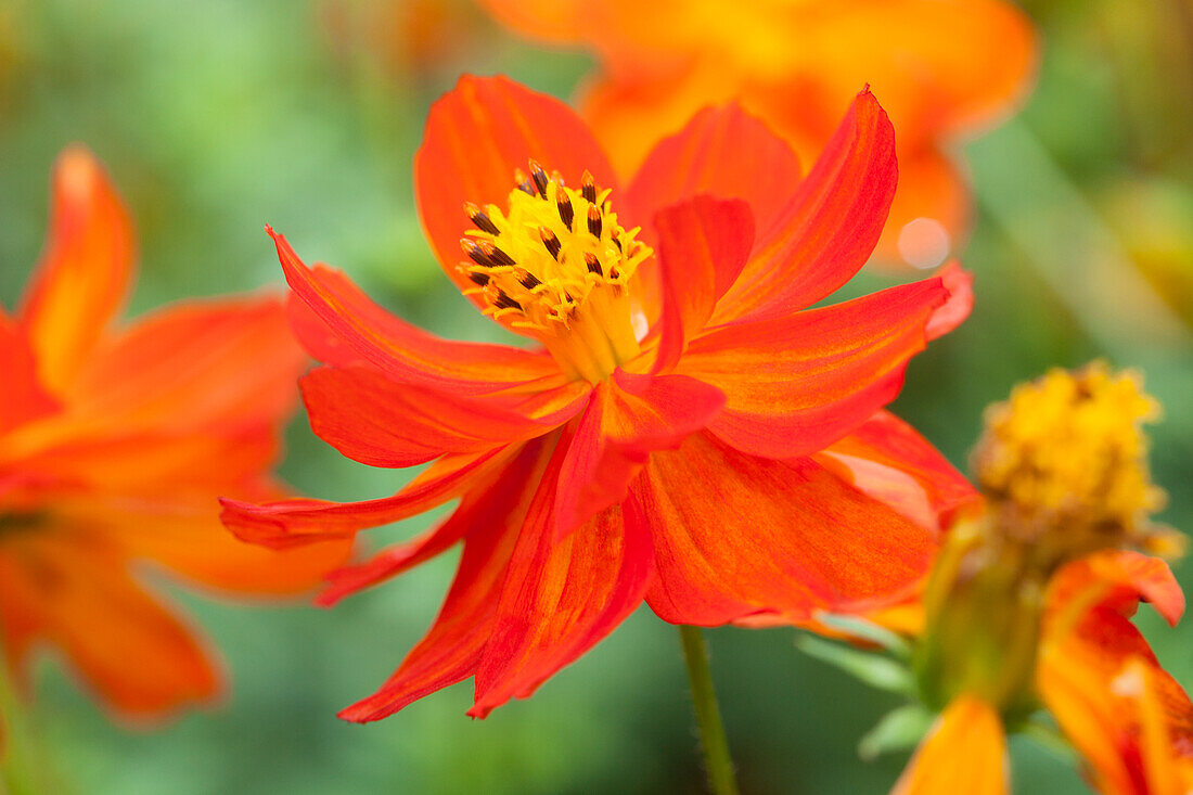 Cosmos sulphureus Ladybird