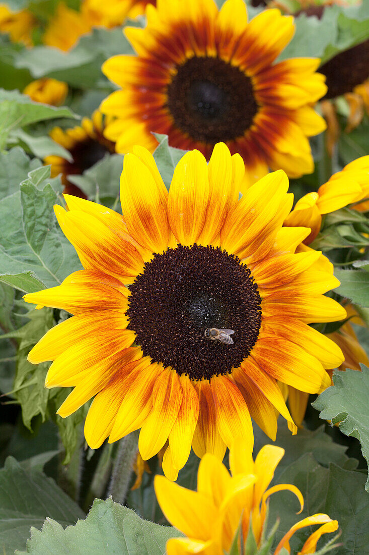 Helianthus annuus 'Rio Carnival'