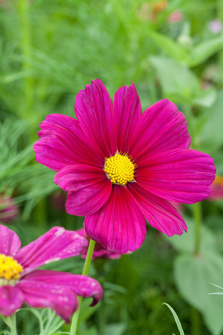 Blumenwiese Eden  