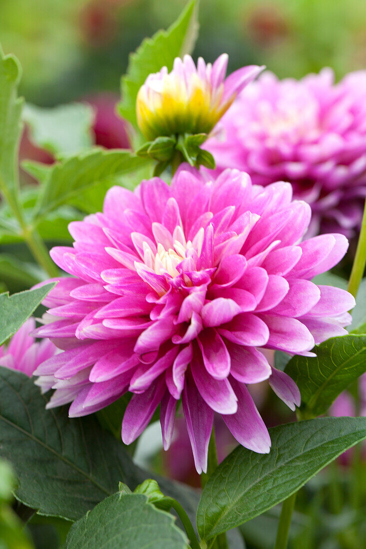 Dahlia 'Lisa' (Patio-Dahlie)