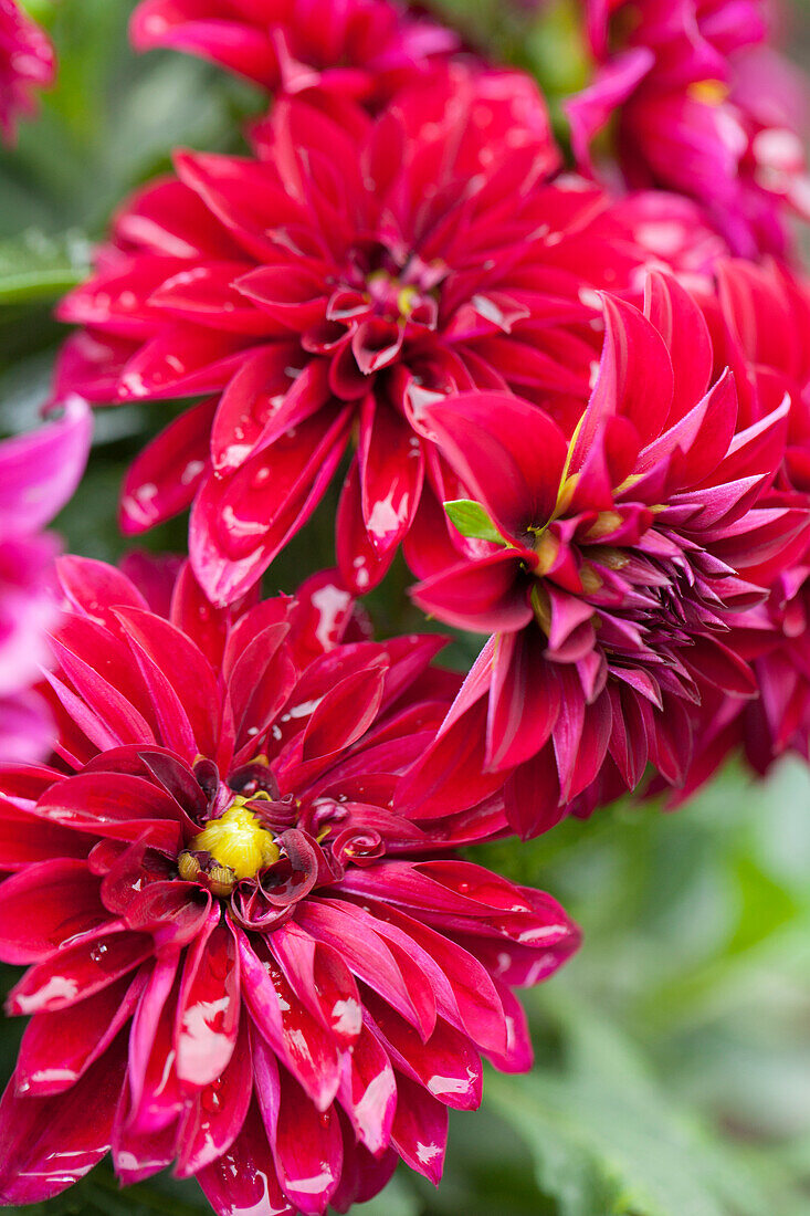 Dahlia 'Dahlinova'® Maroen