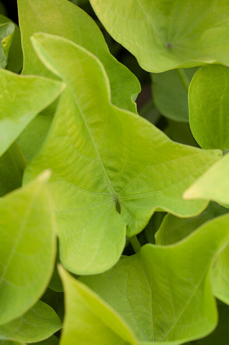 Ipomoea batatas 'Lime'