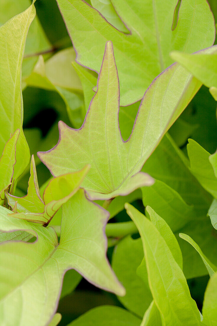 Ipomoea batatas 'Yellow Compact Papas'