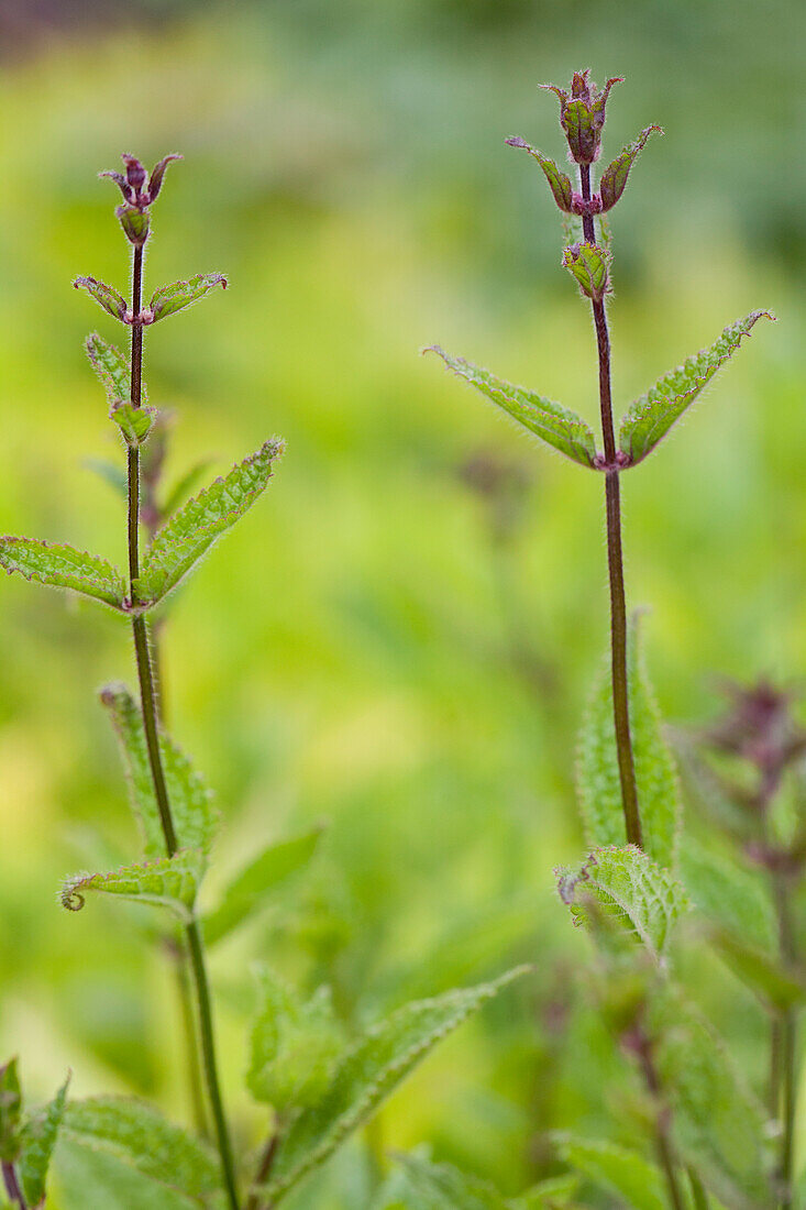 Stachys affinis