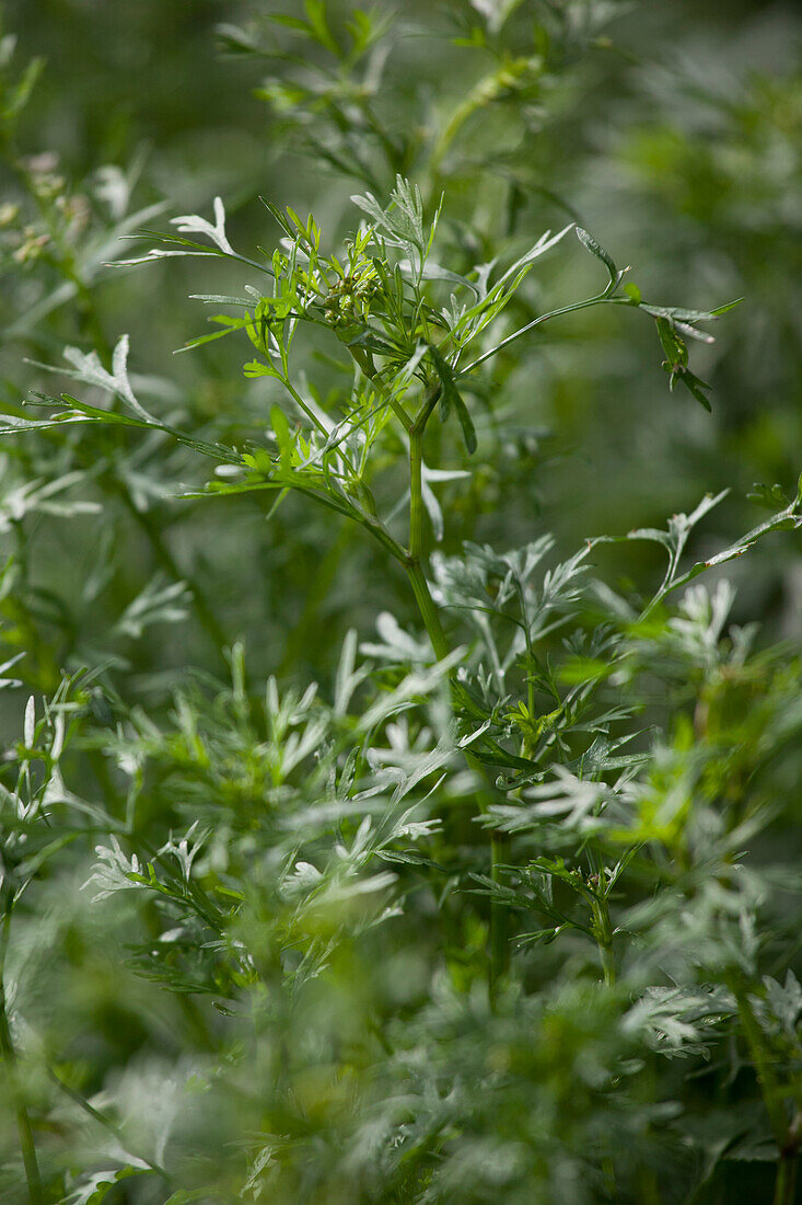 Coriandrum sativum