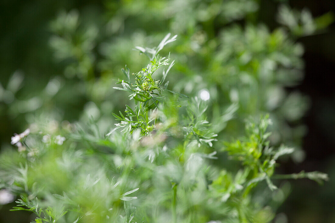 Coriandrum sativum 'Cilantro'