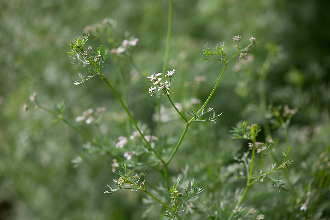 Coriandrum sativum