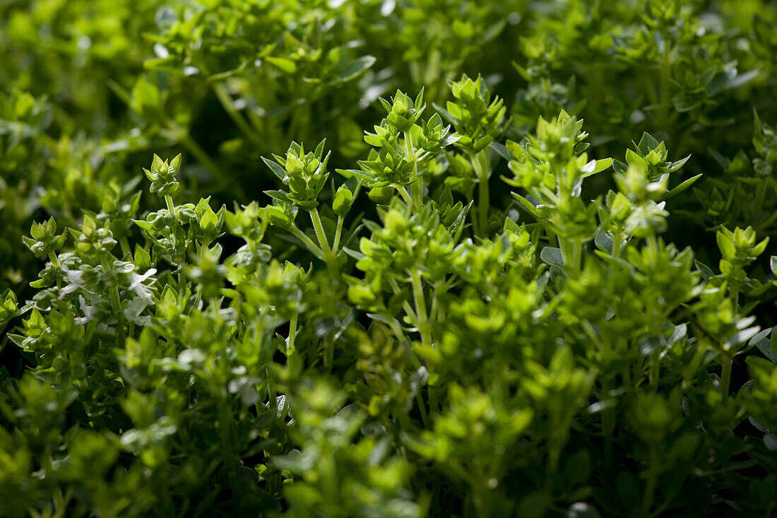 Ocimum basilicum