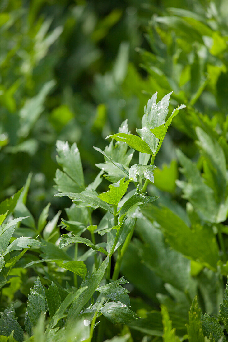 Levisticum officinale