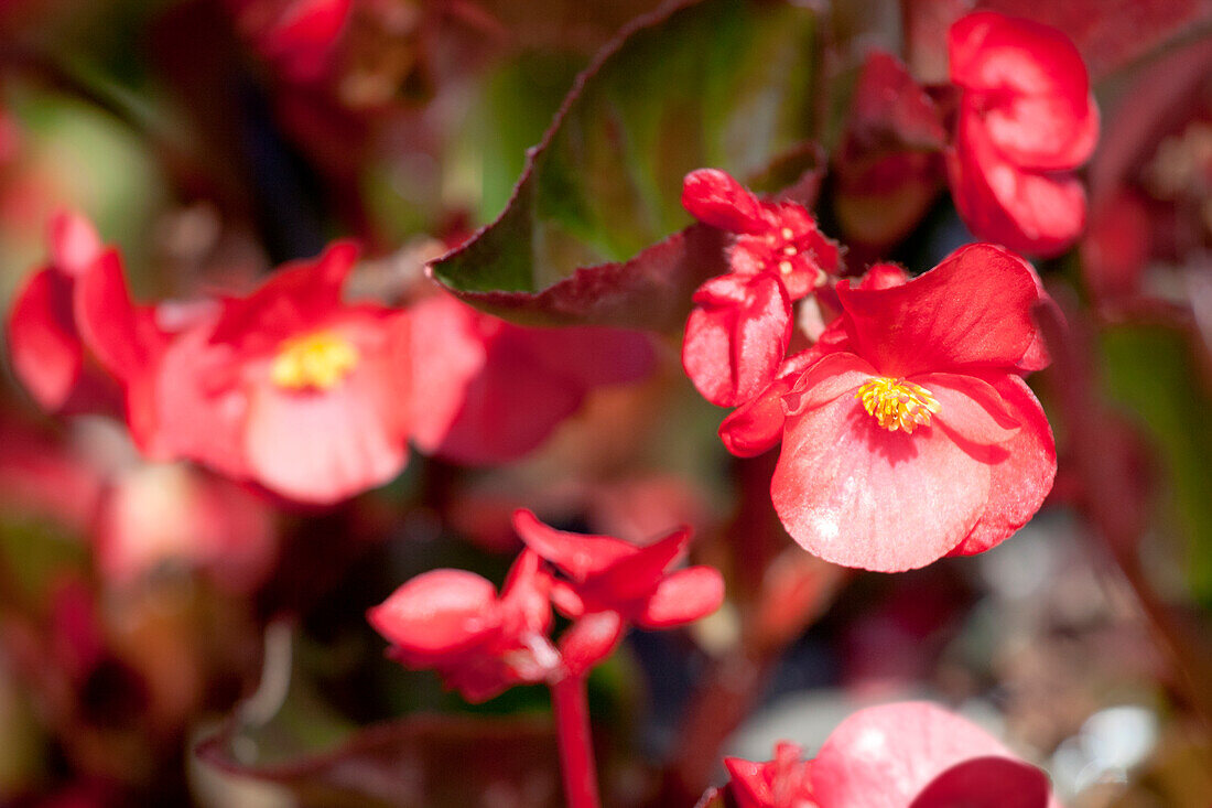 Begonia semperflorens