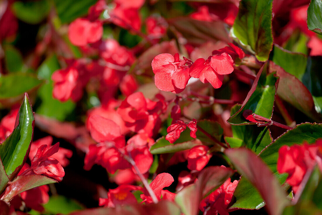 Begonia semperflorens 'Super Olympia® Red'