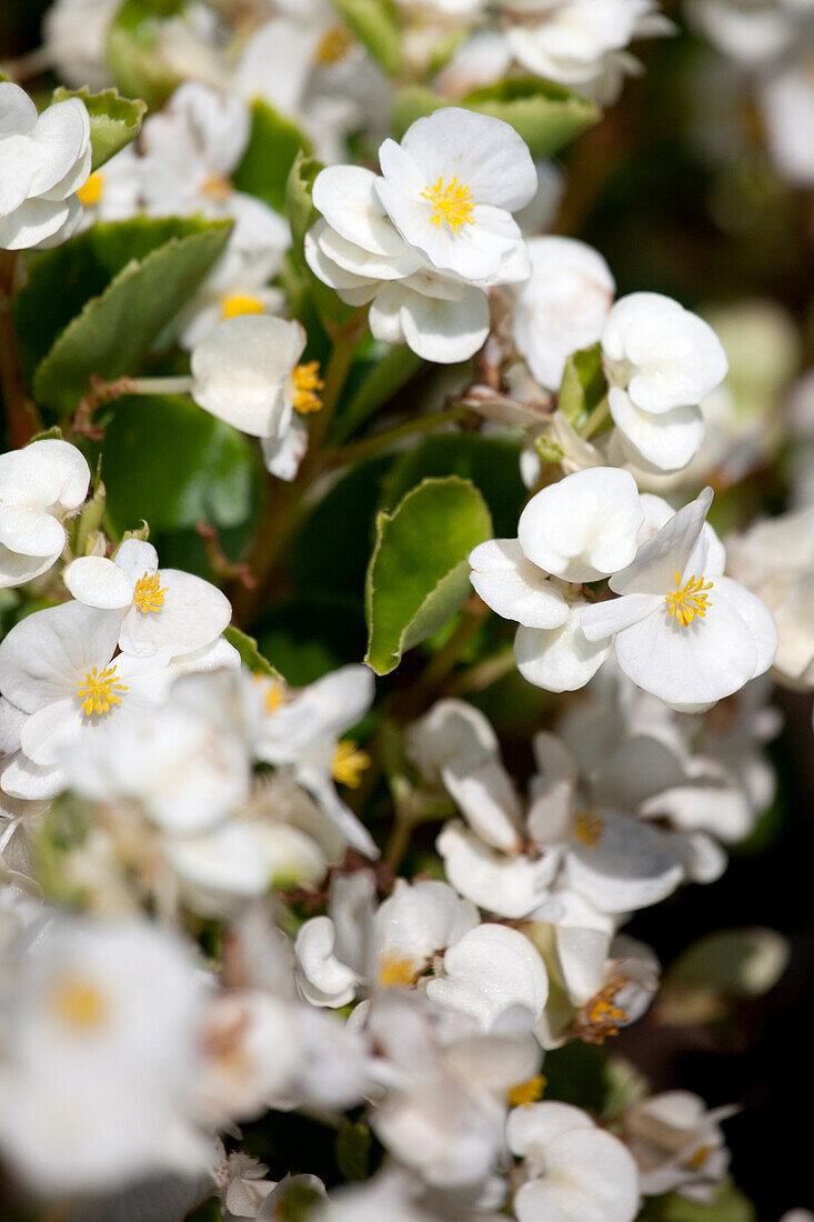 Begonia semperflorens