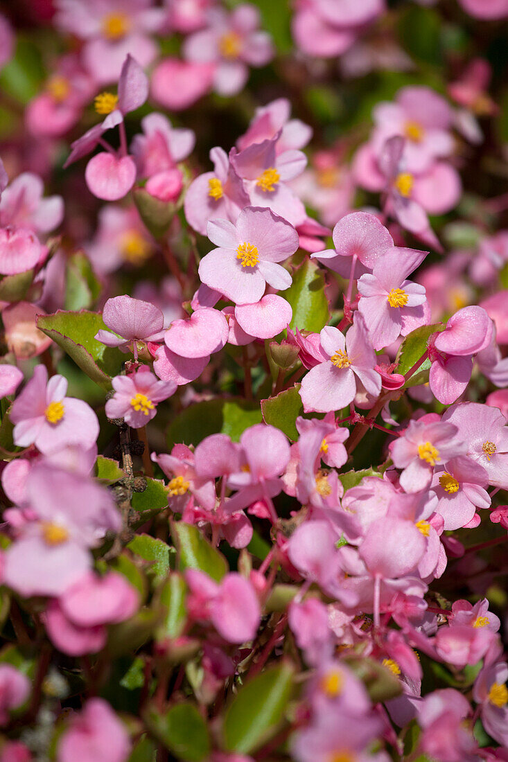 Begonia semperflorens