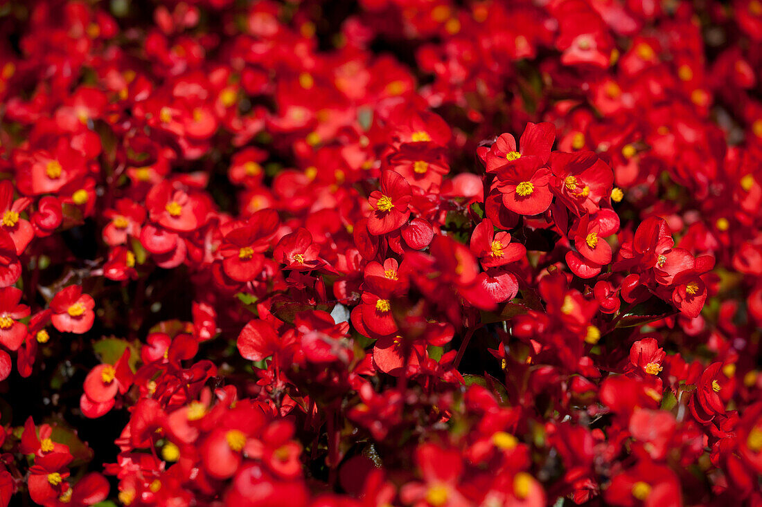 Begonia semperflorens 'Super Olympia® Red'