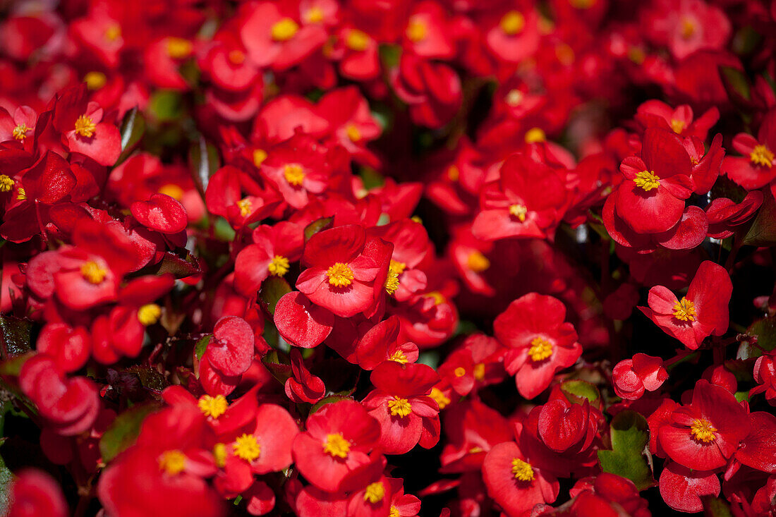 Begonia semperflorens