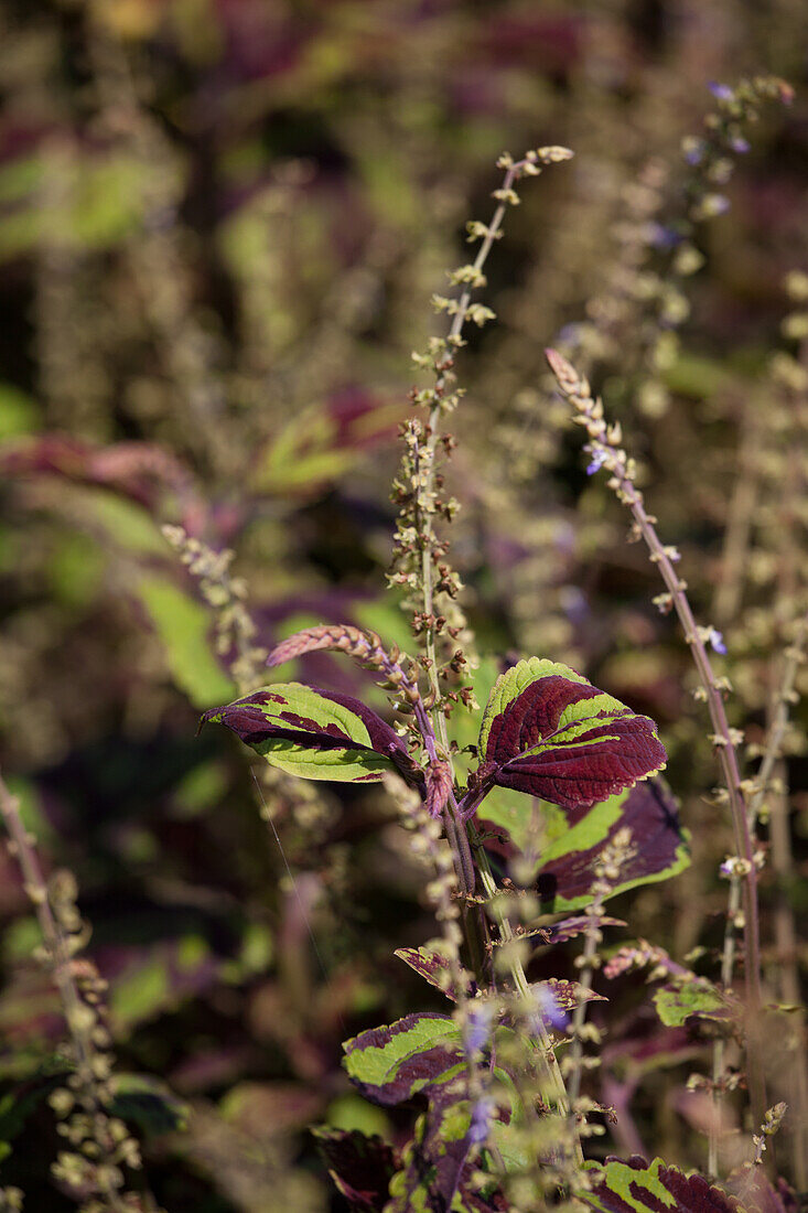 Plectranthus - Coleus hybrida Ceres