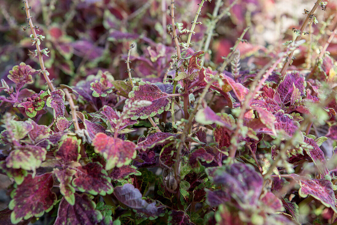 Plectranthus scutellarioides 'Maia'