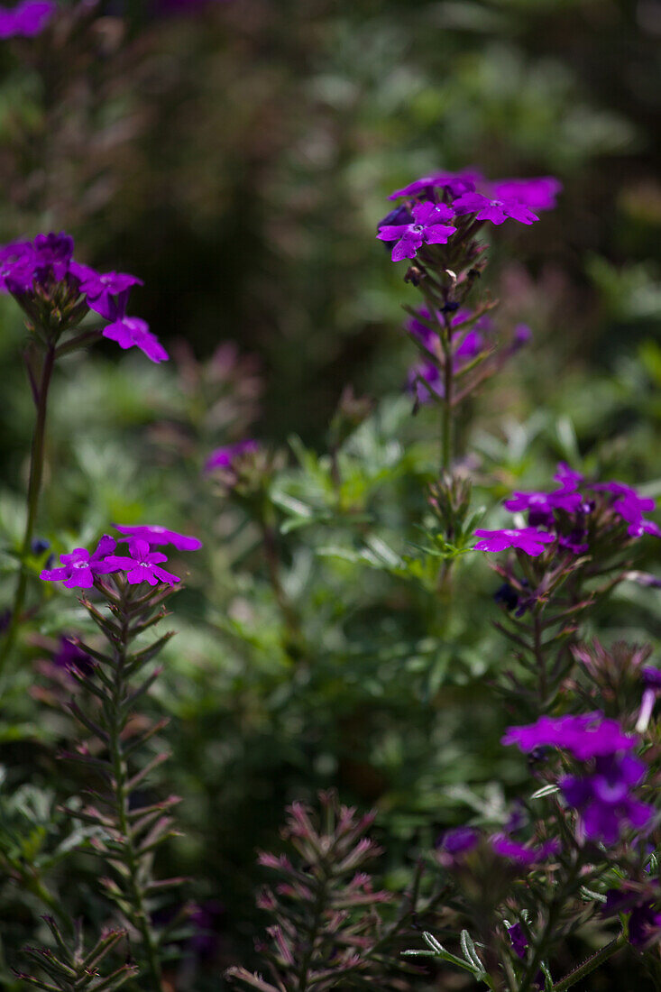 Sutera (Bacopa) cordata Veralena Purple