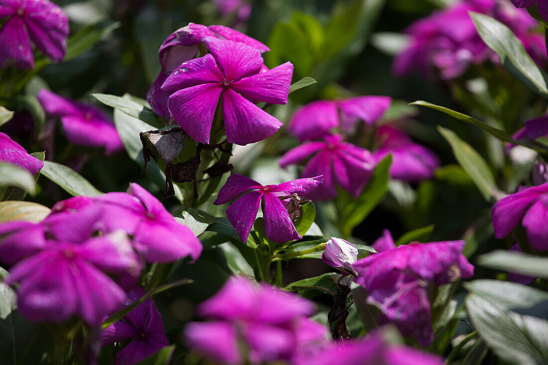 Vinca - Valiant Lilac