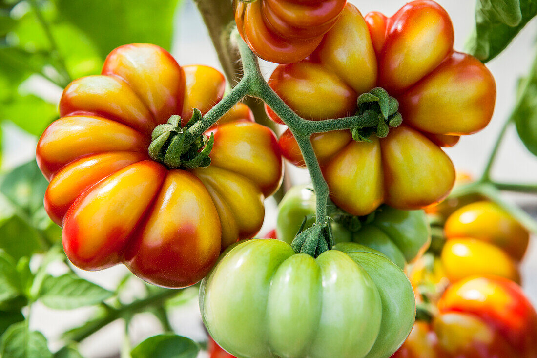 Solanum lycopersicum 'Baluri'