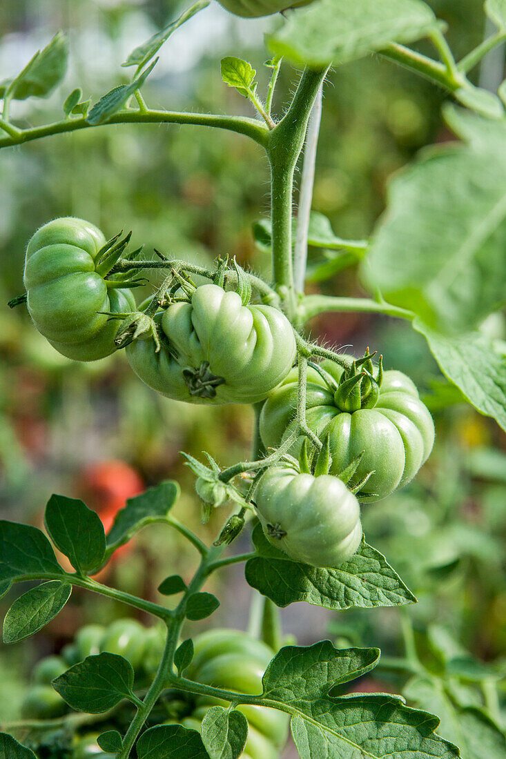 Solanum lycopersicum 'Costoluto Genovese'