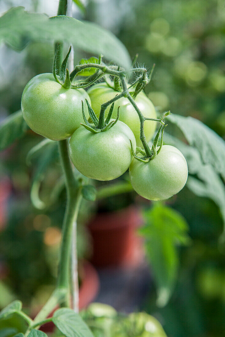 Solanum lycopersicum 'Phantasia' F1