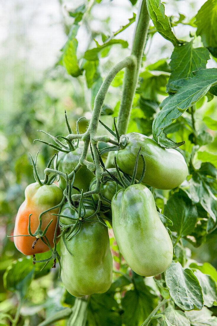 Solanum lycopersicum 'San Marzano F1'