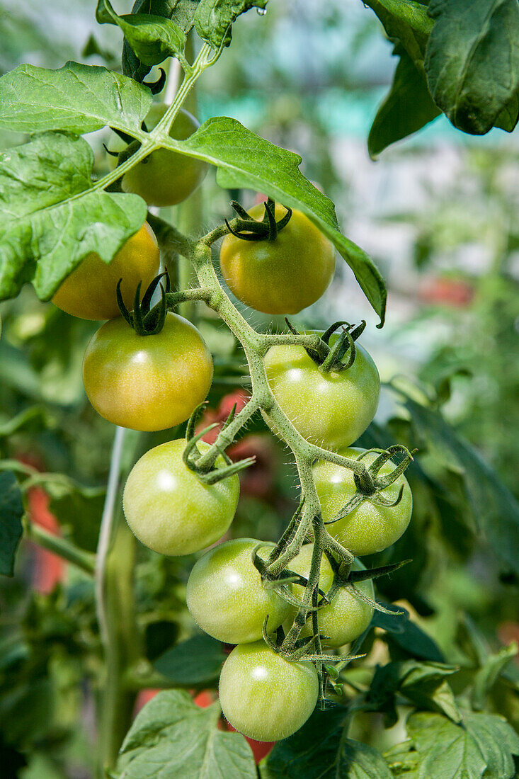 Solanum lycopersicum 'Bourgoin'