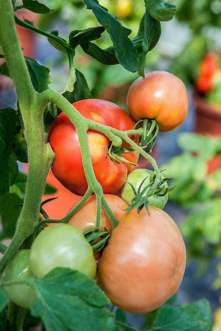 Solanum lycopersicum 'Berner Rose