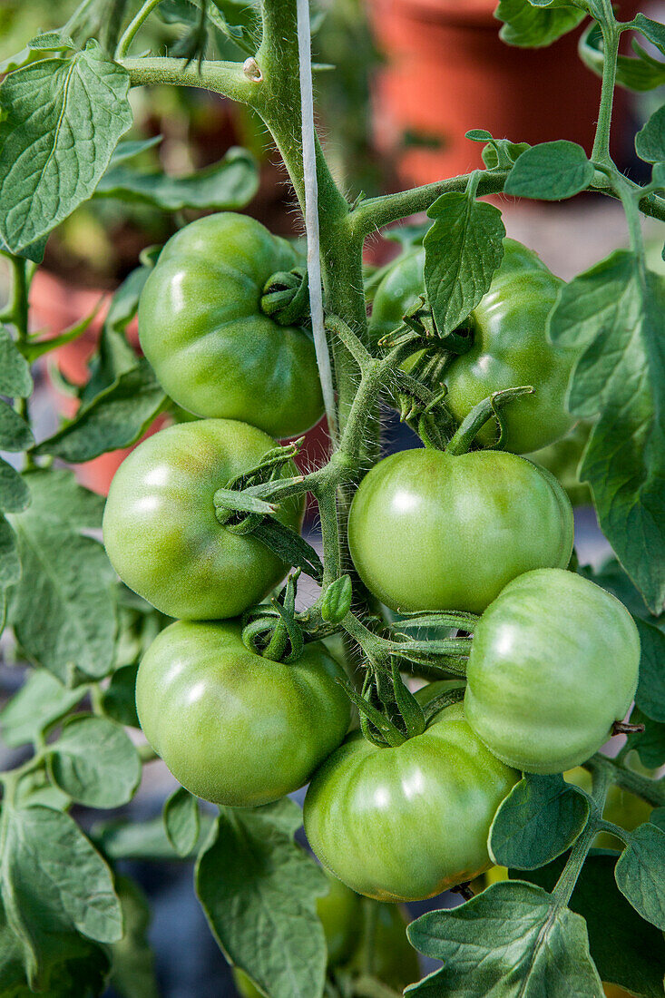 Solanum lycopersicum Marmande