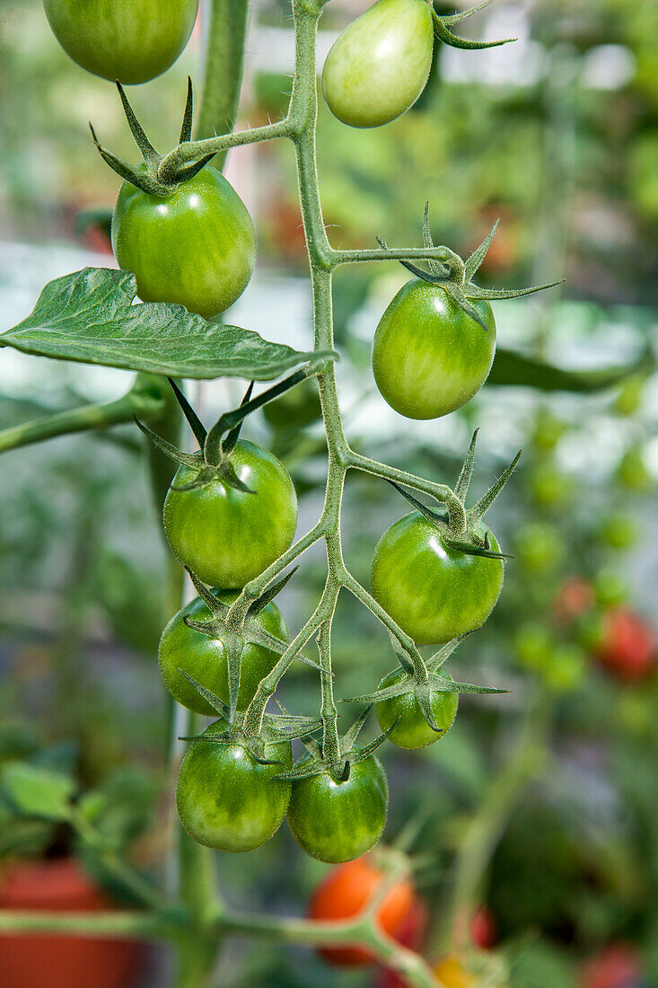 Solanum lycopersicum 
