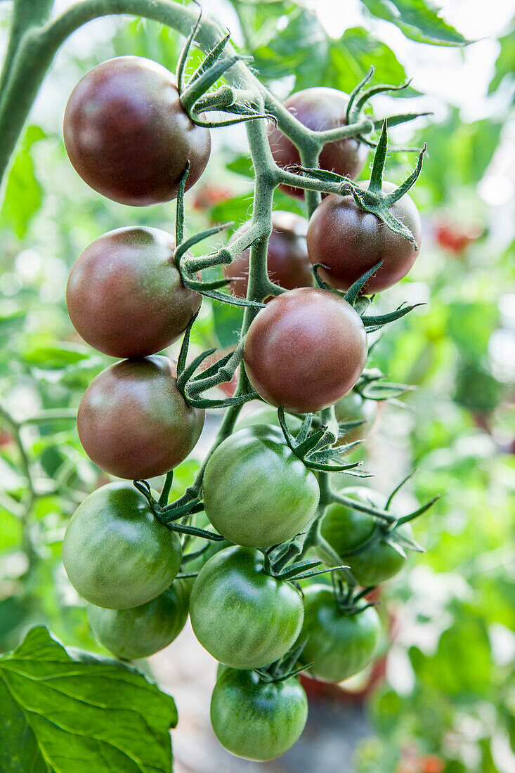 Solanum lycopersicum 'Black Cherry'