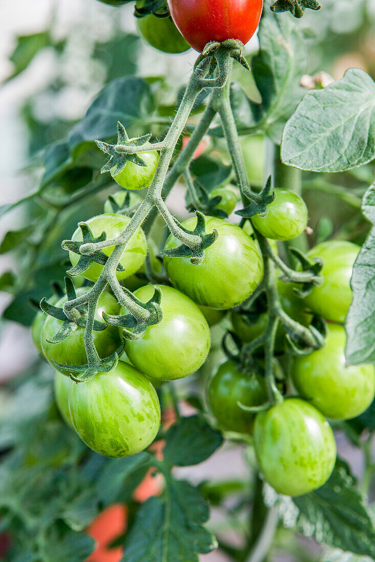 Solanum lycopersicum var. cerasiforme 'Cookie F1'